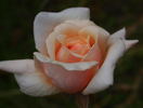 Margaret M. Wylie rose photo