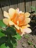 Dr. Brownell rose photo