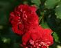 Festival rose photo