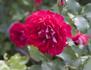 Festival rose photo