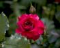 Festival rose photo