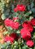 Festival rose photo