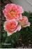 Pink Talisman rose photo