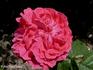 Christina Nilsson rose photo