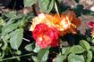 Bernadette Chirac ® rose photo