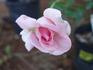 Pink Lustre rose photo