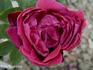 Louis Donadine rose photo