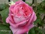 Louis Philippe Albert d'Orléans rose photo