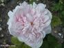 Mademoiselle Marie de la Ville Boisnet rose photo