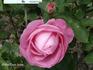 Madame Alice Dureau rose photo