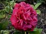 Madame Constant David rose photo