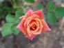 Old Country Charm rose photo