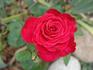 America's Classic rose photo