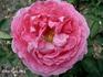 Madame Philibert Boutigny rose photo