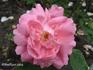 Peter Lawson rose photo