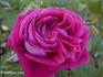 Mademoiselle Marie Rady rose photo