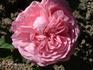 Madame Clert rose photo