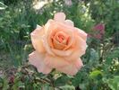 Hollywood Star rose photo