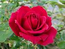Intrepid ™ rose photo