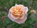 Jan's Wedding rose photo