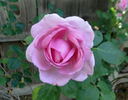 Lilac Rose rose photo
