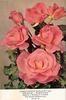 Charles Dickens rose photo