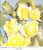 Courvoisier ® rose photo