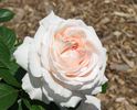 Blush Veranda ® rose photo