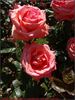 Atida rose photo