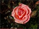 Atida rose photo