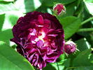 La Négresse rose photo