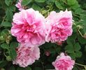 Agatha rose photo