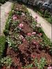 Gustave Courbet rose photo