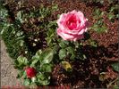 Gustave Courbet rose photo