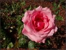 Gustave Courbet rose photo