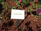 Gustave Courbet rose photo