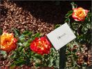 Chacock ® rose photo