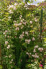 Jeanne du Volcan rose photo