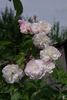 Jeanne du Volcan rose photo
