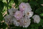 Jeanne du Volcan rose photo