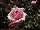 Heriflor rose photo