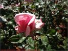 Heriflor rose photo