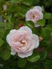 Cumulus rose photo