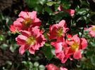 Pretty Girl rose photo