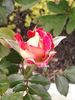 Tattooed Lady rose photo