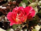 Tattooed Lady rose photo