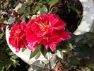 Tattooed Lady rose photo