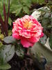 Tattooed Lady rose photo
