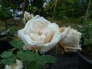 Étendard de Jeanne d'Arc rose photo