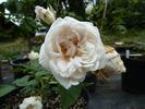 Étendard de Jeanne d'Arc rose photo